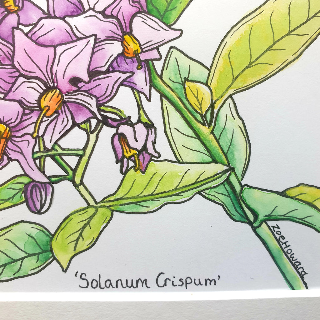 Seconds Pen and Ink drawing - solarium Crispum