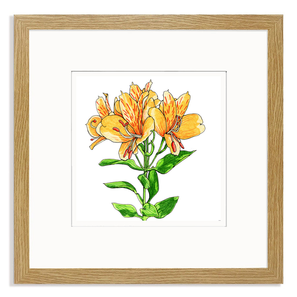 Alstroemeria Mounted Digital Print with Framing Options